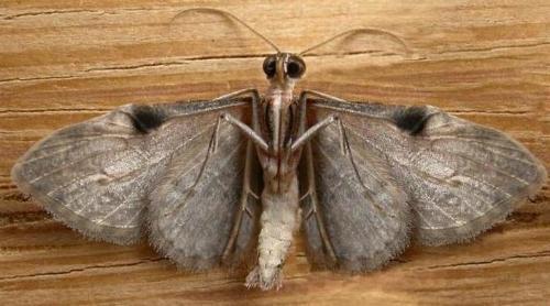 Chloroclystis insigillata