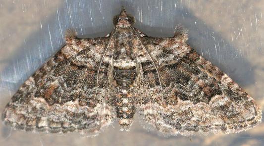 Phrissogonus laticostata