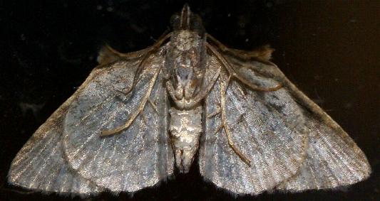 Phrissogonus laticostata