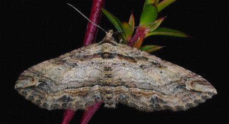 Chrysolarentia leucophanes