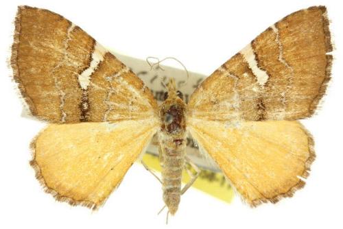 Chrysolarentia leucozona