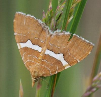 Chrysolarentia leucozona