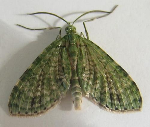 Sauris malaca