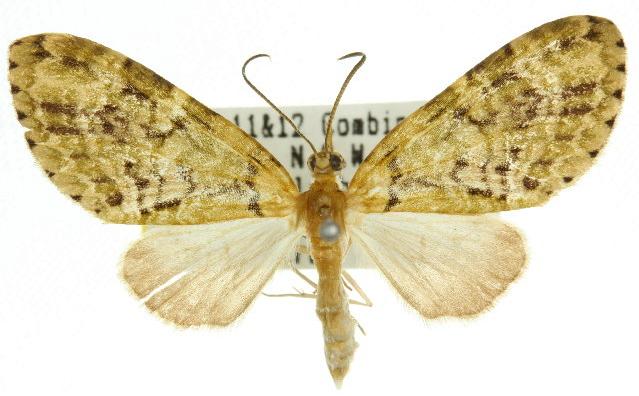 Sauris malaca