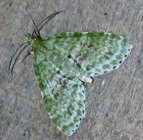 Sauris melanosterna