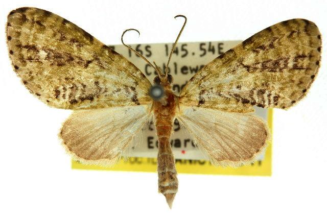 Sauris melanosterna