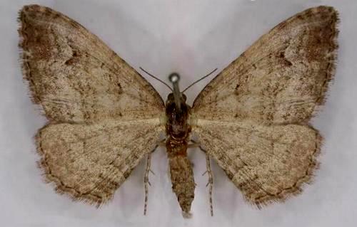 Epyaxa metoporina