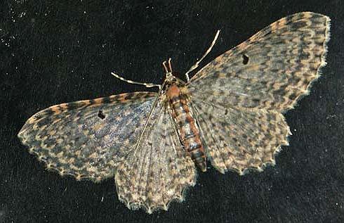 Collix multifilata