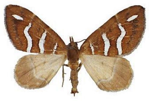 Chaetolopha niphosticha