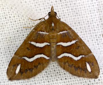 Chaetolopha niphosticha