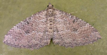 Acodia pauper
