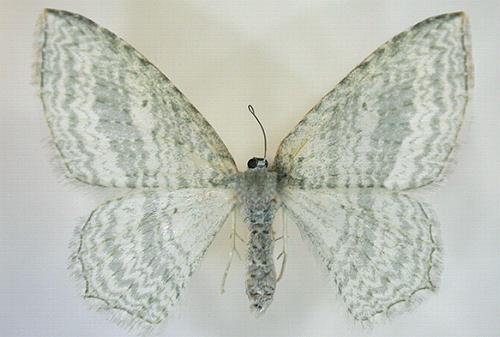 Poecilasthena pellucida