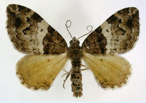 Chrysolarentia phaedra
