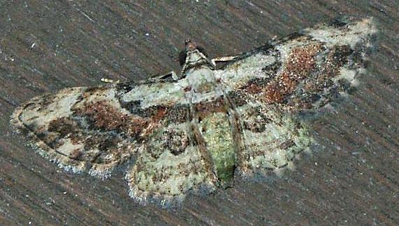 Chloroclystis plinthochyta