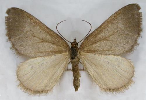 Chrysolarentia poliophasma