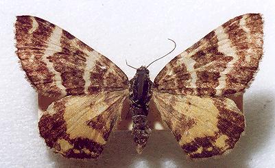 Chrysolarentia polycarpa