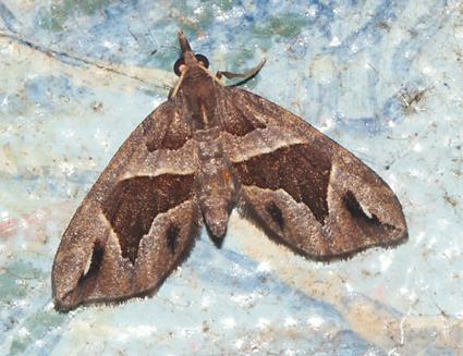 Chaetolopha pseudooxyntis