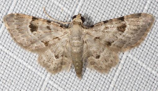 Gymnoscelis spodias