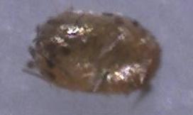 Microdes squamulata