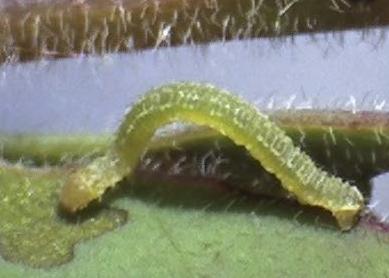 Microdes squamulata