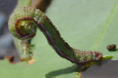 Microdes squamulata