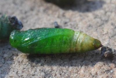 Microdes squamulata