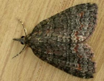 Microdes squamulata