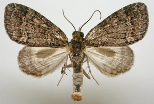 Microdes squamulata