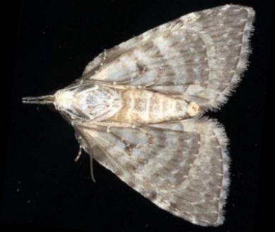Microdes squamulata