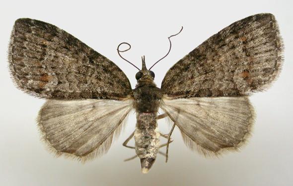 Microdes squamulata
