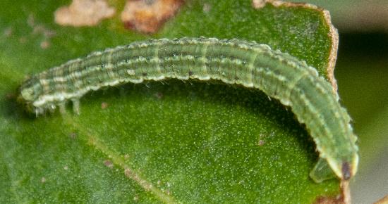 Microdes squamulata