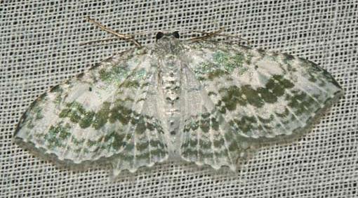 Poecilasthena sthenommata