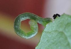 Anachloris subochraria