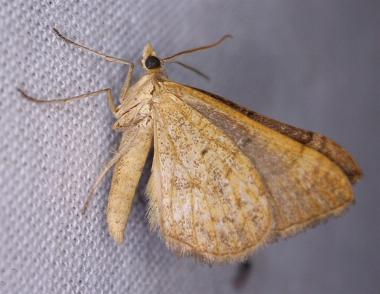 Anachloris subochraria