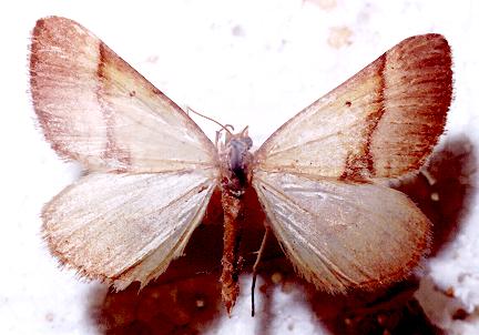 Anachloris subochraria