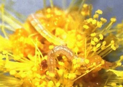 Pasiphilodes testulata
