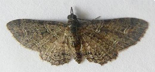 Chloroclystis testulata