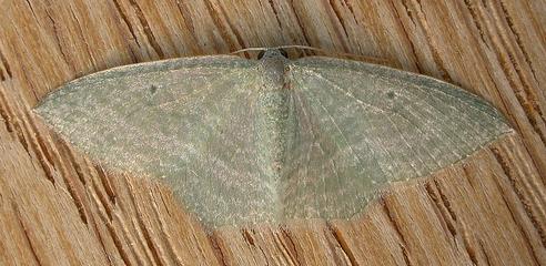 Poecilasthena thalassias