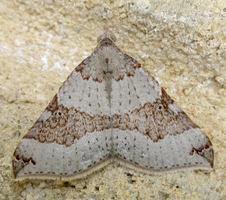 Anachloris uncinata