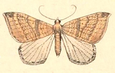 Anachloris uncinata