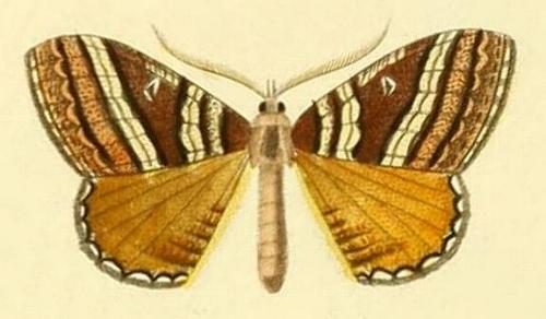 Chrysolarentia vicissata