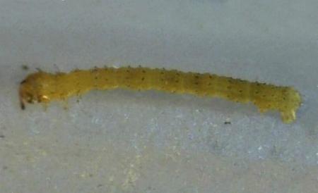 Microdes villosata