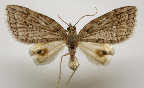 Microdes villosata