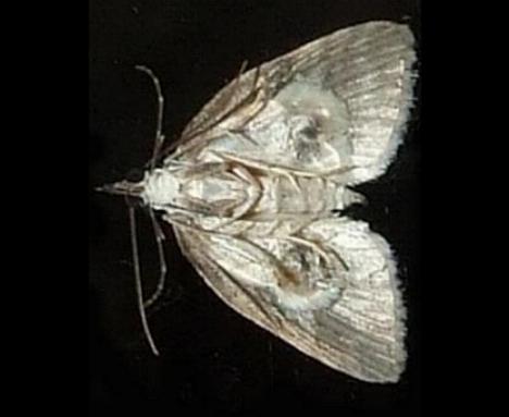 Microdes villosata