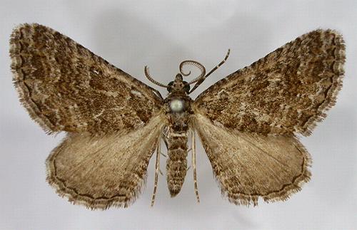 Xanthorhoe xerodes
