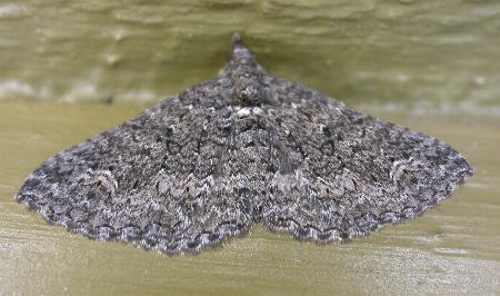 Xanthorhoe xerodes