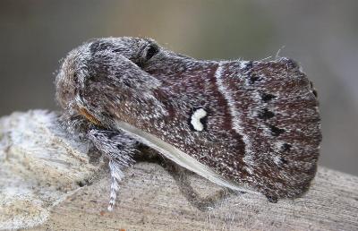 Porela albifinis