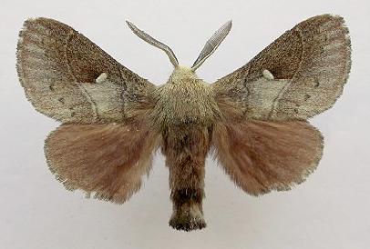 Opsirhina albigutta