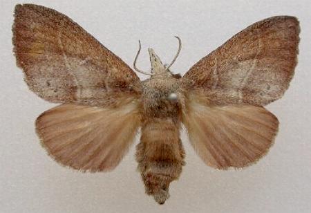 Opsirhina albigutta