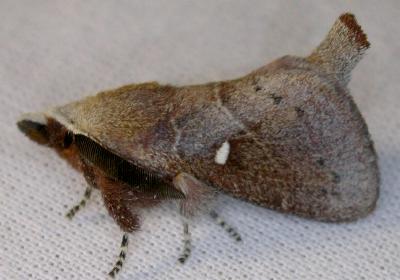 Opsirhina albigutta